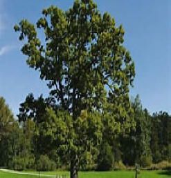 White oak tree in summer foliage